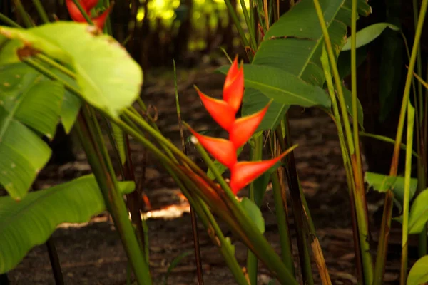 Miami parkında tropik bitki örtüsü