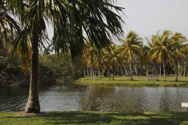 迈阿密公园的热带植物 — 图库照片