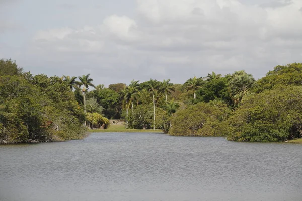 Végétation Tropicale Dans Parc Miami — Photo