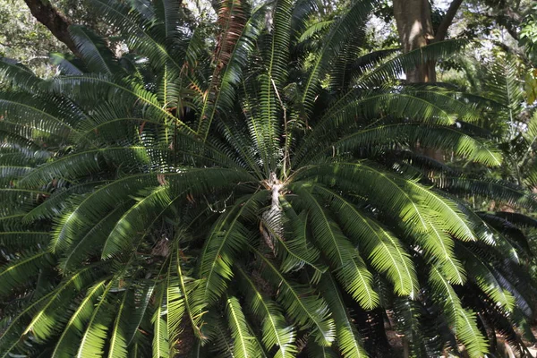 Tropikalna Roślinność Parku Miami — Zdjęcie stockowe