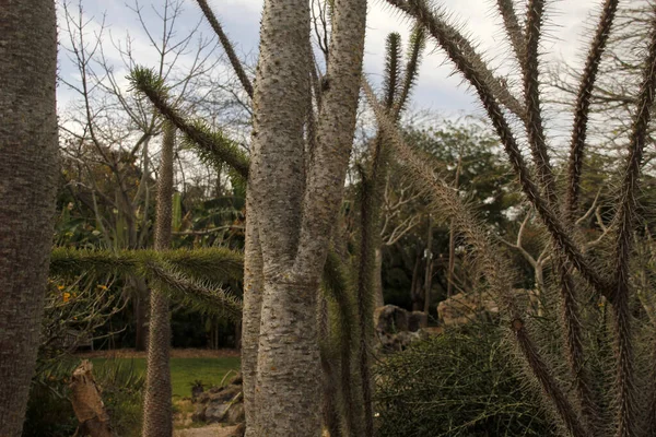 Tropisk Vegetation Park Miami — Stockfoto