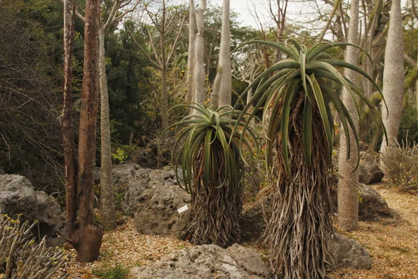 Tropisk Vegetation Park Miami — Stockfoto