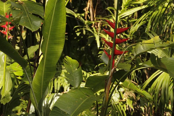 Miami Parkında Tropik Bitki Örtüsü — Stok fotoğraf