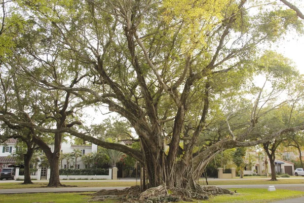 Tropická Vegetace Parku Miami — Stock fotografie