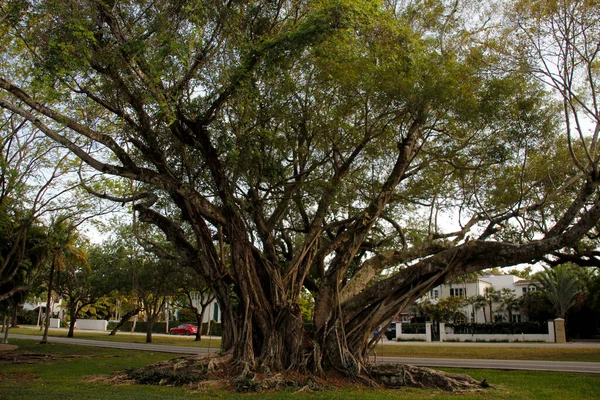 Tropická Vegetace Parku Miami — Stock fotografie