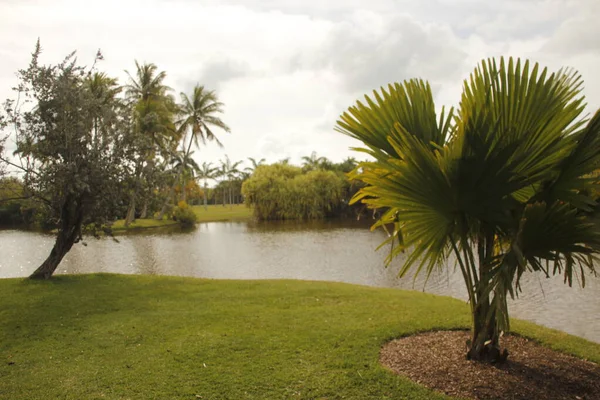 Végétation Tropicale Dans Parc Miami — Photo