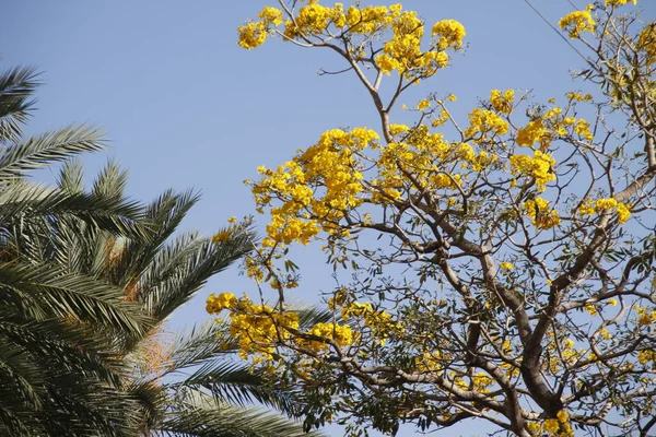 Miami Parkında Tropik Bitki Örtüsü — Stok fotoğraf