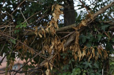 Kırsalda ilkbahar bitkileri