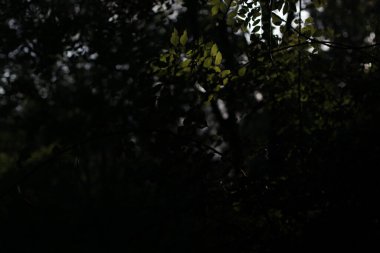 Kırsalda ilkbahar bitkileri