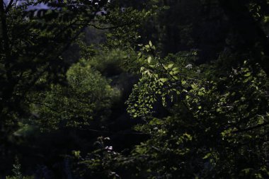 Kırsalda ilkbahar bitkileri