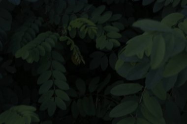 Kırsalda ilkbahar bitkileri