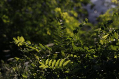 Kırsalda ilkbahar bitkileri