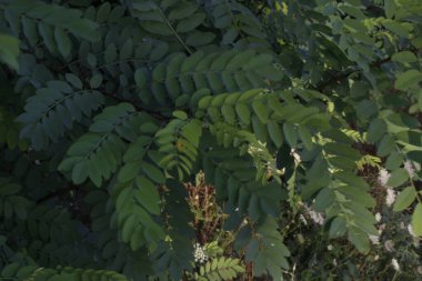 Kırsalda ilkbahar bitkileri