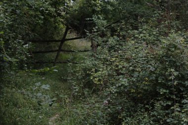 Kırsalda ilkbahar bitkileri