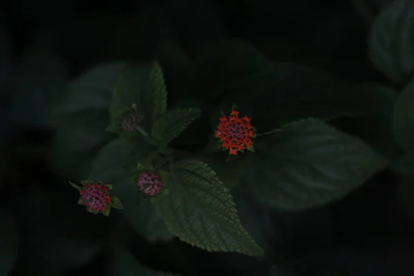 田舎の春の植生 — ストック写真