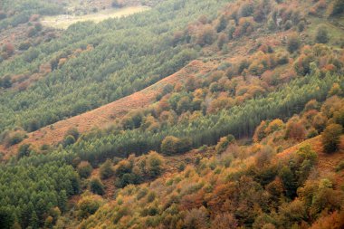 Bir sonbahar gününde Bask kırsalında