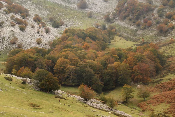 Baskisch Platteland Een Herfstdag — Stockfoto