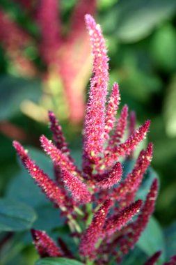 Kırsalda ilkbahar bitkileri