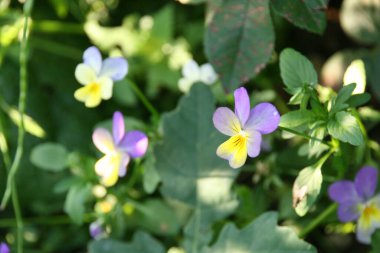 Kırsalda ilkbahar bitkileri