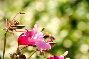 Kırsalda ilkbahar bitkileri
