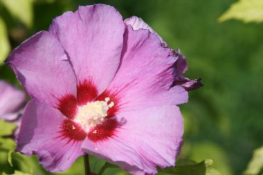 Kırsalda ilkbahar bitkileri