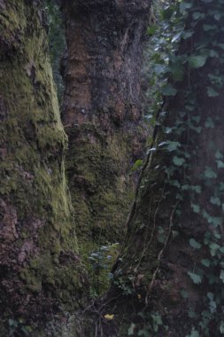 Kırsalda ilkbahar bitkileri