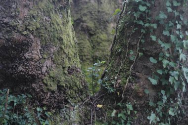 Kırsalda ilkbahar bitkileri