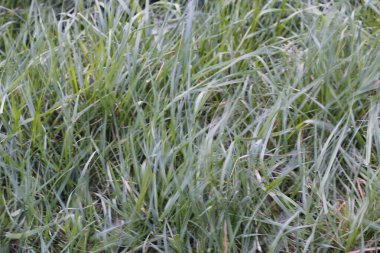 Kırsalda ilkbahar bitkileri