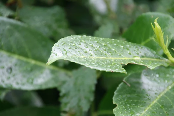 Frühlingsvegetation Auf Dem Land — Stockfoto