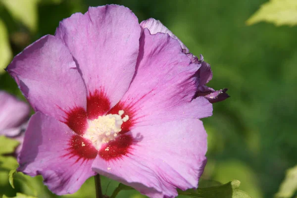 Kırsalda ilkbahar bitkileri