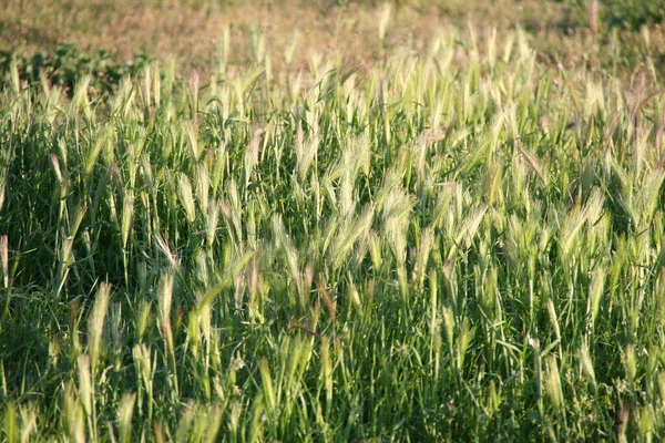 Frühlingsvegetation Auf Dem Land — Stockfoto