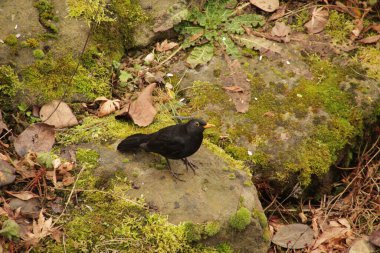 Açık havada bir kuş