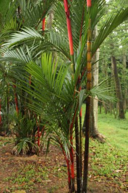 Singapur parkında tropik bitki örtüsü