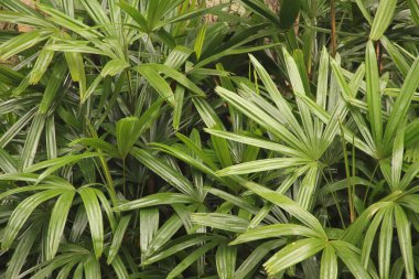 Singapur parkında tropik bitki örtüsü