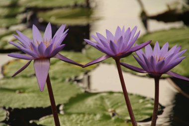 Singapur parkında tropik bitki örtüsü