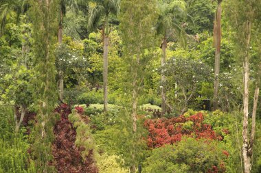Singapur parkında tropik bitki örtüsü