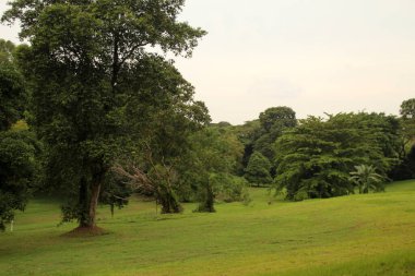 Singapur parkında tropik bitki örtüsü