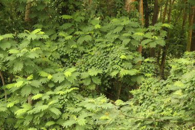 Singapur parkında tropik bitki örtüsü