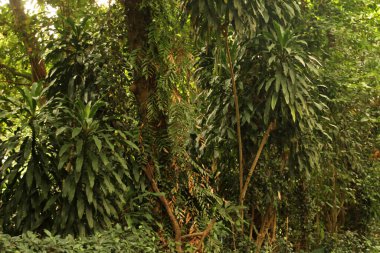 Singapur parkında tropik bitki örtüsü