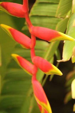 Singapur parkında tropik bitki örtüsü