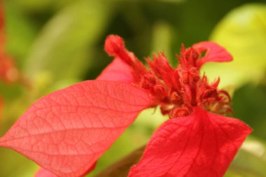 Singapur parkında tropik bitki örtüsü