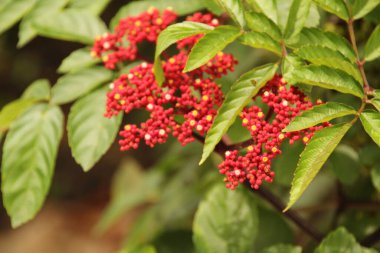 Singapur parkında tropik bitki örtüsü