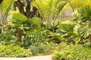 Singapur parkında tropik bitki örtüsü