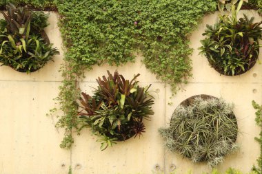 Singapur parkında tropik bitki örtüsü