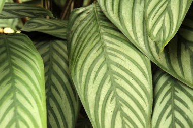 Singapur parkında tropik bitki örtüsü