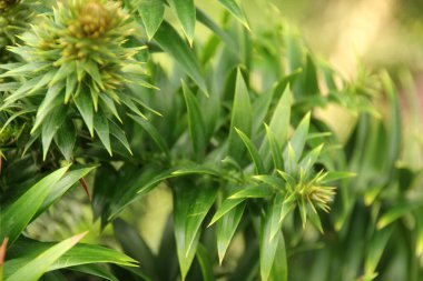 Singapur parkında tropik bitki örtüsü