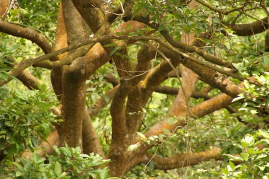 Singapur parkında tropik bitki örtüsü