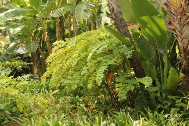 Singapur parkında tropik bitki örtüsü