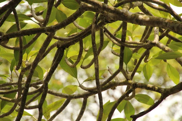 Tropische Vegetation Einem Park Von Singapur — Stockfoto