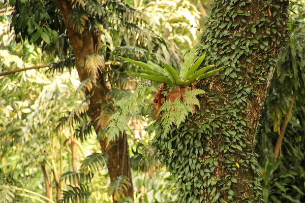 シンガポールの公園で熱帯植物 — ストック写真